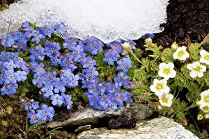Musky: King-of-the-Alps - with A musky saxifrage (Saxifraga