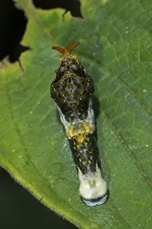 Heraclides: King Page Swallowtail (Heraclides thoas) caterpillar