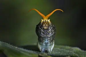 Heraclides: King Page Swallowtail (Heraclides thoas) caterpillar