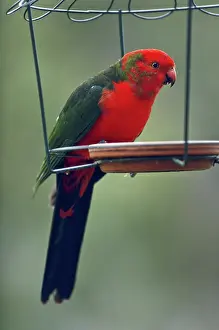 Alisterus: King Parrot