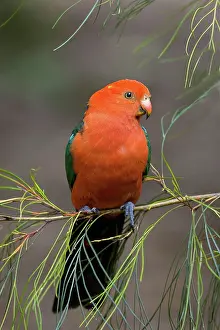 Alisterus: King Parrot