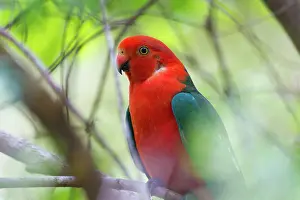 Alisterus: King Parrot