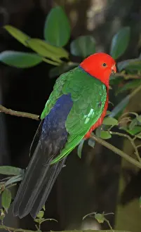 Alisterus: King Parrot - male