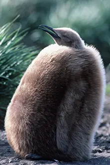 Georgia: KING PENGUIN - 10 month old chick