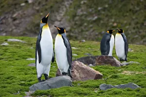 Mates: King Penguin