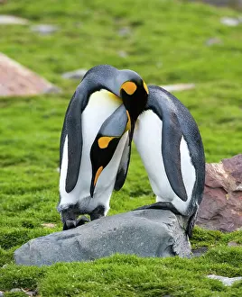 Mates: King Penguin