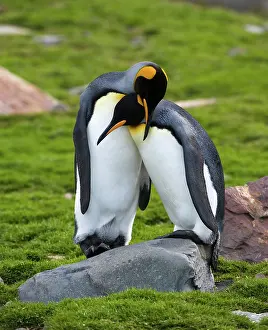 Mates: King Penguin