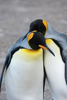 Mates: King Penguin