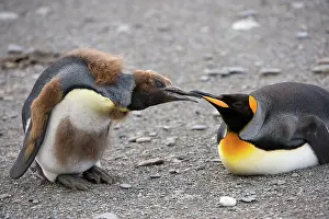 Molting: King Penguin