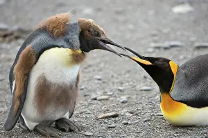 Molting: King Penguin