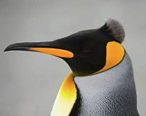 Molt: King Penguin