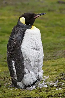 Molt: King Penguin