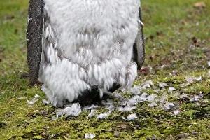 Molt: King Penguin