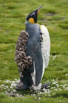 Molt: King Penguin