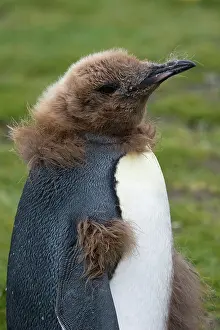 Molt: King Penguin