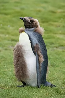 Molt: King Penguin