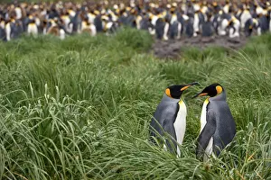 Molt: King Penguin