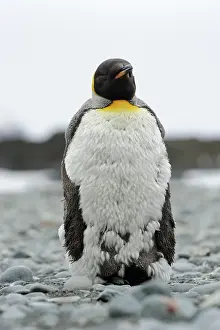 Moulting: King Penguin