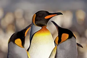 Sint: King Penguin