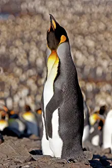 Interacting: King Penguin