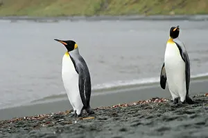 Macquarie: King Penguin
