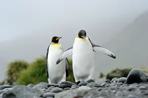 Macquarie: King Penguin