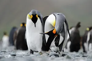 Macquarie: King Penguin