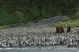 Barrels: King Penguin