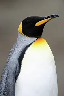 Macquarie: King Penguin