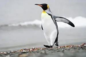 Kelp: King Penguin