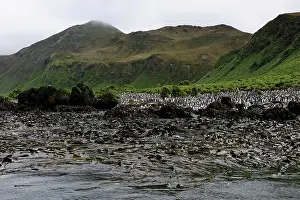Kelp: King Penguin