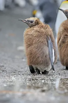 Moulting: King Penguin