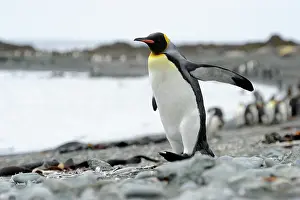 Macquarie: King Penguin