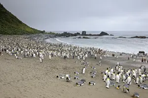 Crowded: King Penguin