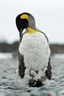 Moulting: King Penguin