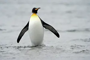 Macquarie: King Penguin
