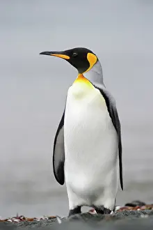 Macquarie: King Penguin
