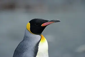 Macquarie: King Penguin