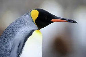 Macquarie: King Penguin