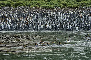 Macquarie: King Penguin