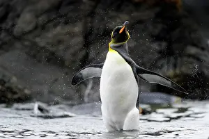 Macquarie: King Penguin