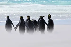 Patagonicus: King Penguin
