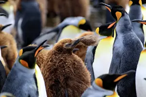 Subantarctic: King Penguin