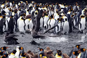 Escape: King Penguin