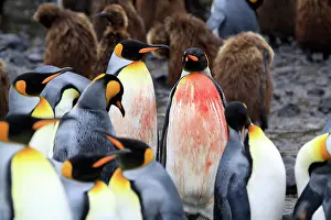 Subantarctic: King Penguin