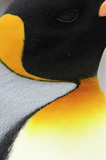 Patagonicus: King Penguin