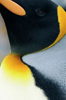 Patagonicus: King Penguin