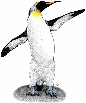 Sphenisciformes: KIng Penguin