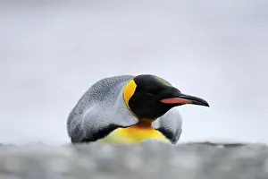 Spheniscidae: King Penguin