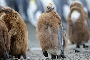Moulting: King Penguin